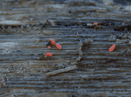 michellehoney insect nymph lavae GIF