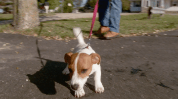 the incredible dr pol GIF by Nat Geo Wild 