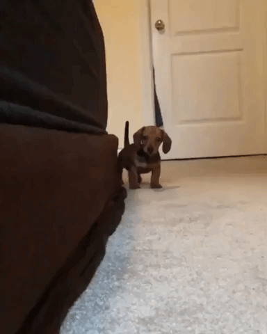 Cute puppy gif by reactionseditor - find & share on giphy