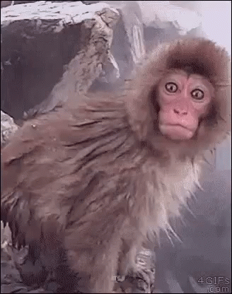 Monkey Omg Gif By Moodman Find Share On Giphy Browse latest funny, amazing,cool, lol, cute,reaction gifs and animated pictures! monkey omg gif by moodman find