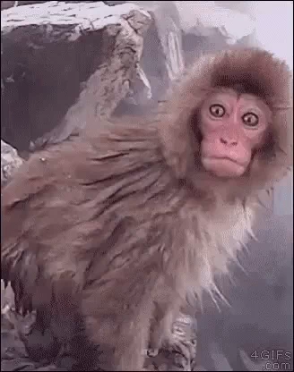 Monkey Omg GIF by MOODMAN