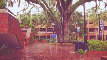 norman GIF by University of Florida College of Education