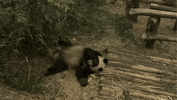 pandas descansando GIF by Neon Panda MX