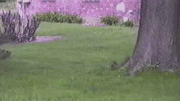 sierrarhino squirrel handstand GIF