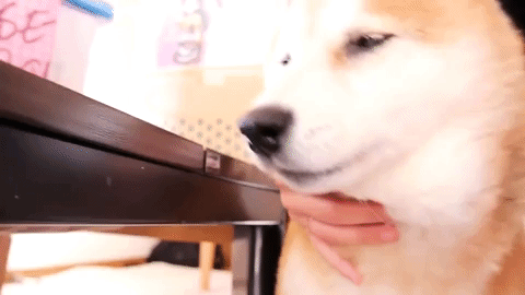 Oozeki Reika Gifs Get The Best Gif On Giphy