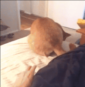 shubhamdawra dogs who did this awesome dog GIF
