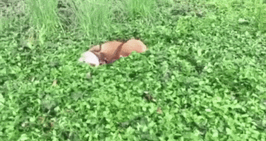 200.gif?cid=fc005b08b576e15de35994257a252e749f85482a9cbccae2&rid=200.gif&ct=g