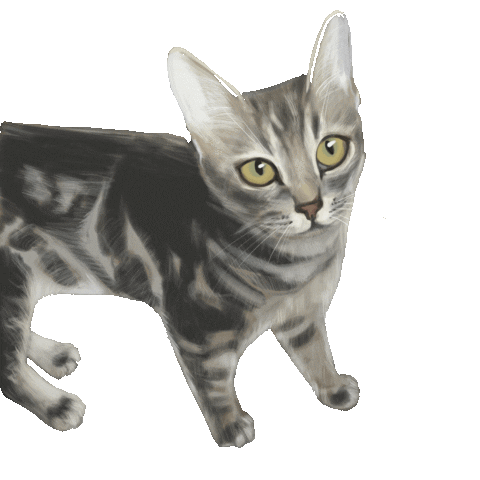 Cat Sticker