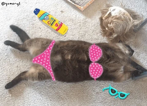 sunbathing fat cat GIF