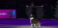 Psythor  GIF