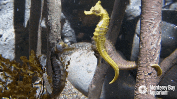hungry pacific seahorse GIF by Monterey Bay Aquarium