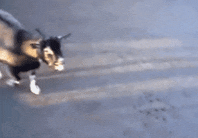 Gif Artist Vomit GIF by Dan Harnden