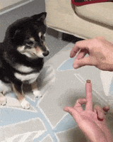 Confused Dog GIF by Demic