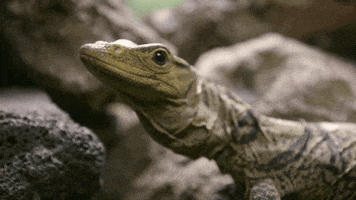 lizard reptiles GIF by San Diego Zoo