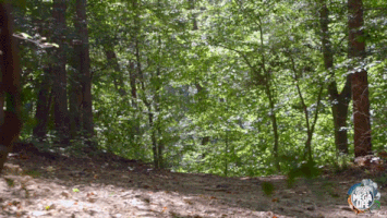 200.gif?cid=fc005b08348e37e295761ee52925677699552d117e7efa48&rid=200.gif&ct=g