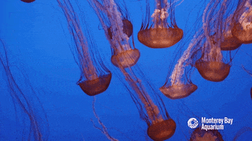 jellyfish burn GIF by Monterey Bay Aquarium