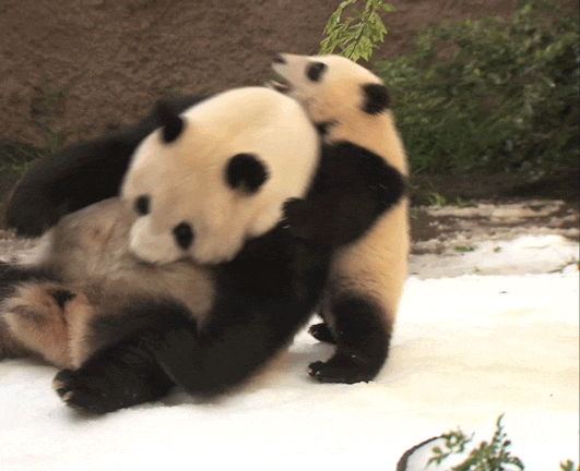 Snow Panda Gifs Get The Best Gif On Giphy