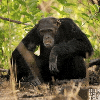 200w.gif