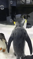 adorable penguin GIF