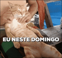 alinegalasso  GIF