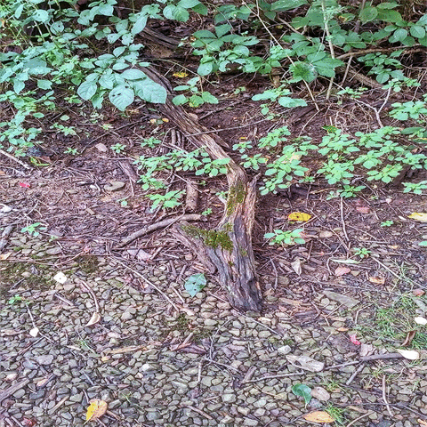 Tepbian_Kord art digital god death GIF