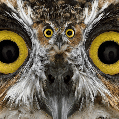 giphy.gif?cid=ecf05e47wu4fwcu8zo7004a1p278wv9d6p364v7fwt8g4g5k&rid=giphy.gif&ct=g