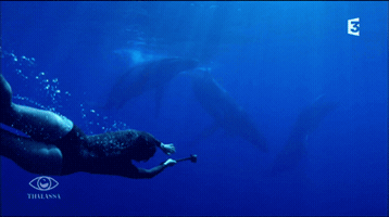 #Thalassa #Fannyagostini GIF