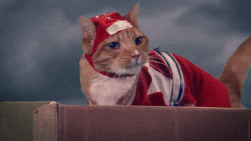 Red Ranger Cat GIF by Power Rangers