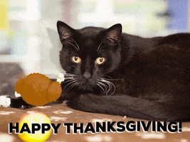 Photo gif. Black cat with white whiskers lying on a blanket looks at us as an animated turkey spins in front of his nose. Text, “Happy Thanksgiving!”