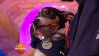 Dia Del Perro GIF by Grupo Thermotek - Find & Share on GIPHY