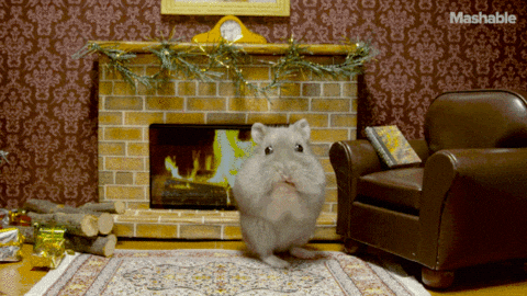 Hamster Gifs Get The Best Gif On Giphy