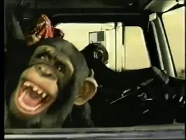 Laughing monkeys
