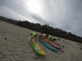 race  GIF