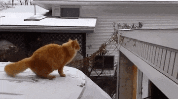 nimadehghani  GIF