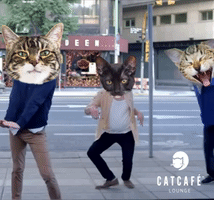 dancing cats GIF