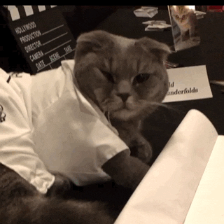 cat cats in costumes GIF by MANGOTEETH