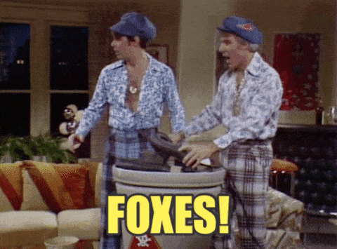 Giphy - steve martin foxes GIF by Saturday Night Live