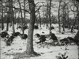 Turkey Dinner Vintage GIF by US National Archives