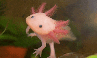 simonekikuchilemes axalote GIF