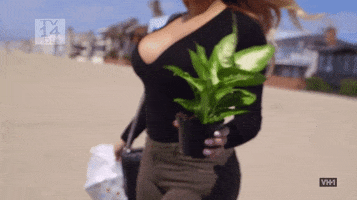 love and hip hop hollywood plant GIF by VH1