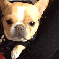 Looking French Bulldog GIF by The Webby Awards