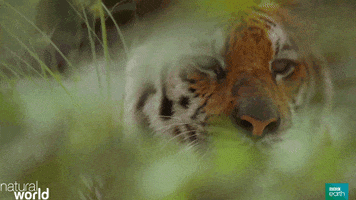 hungry natural world GIF by BBC Earth