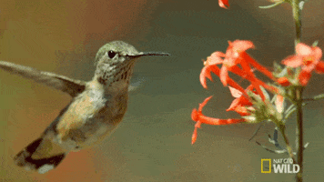 hummingbird yellowstone GIF by Nat Geo Wild 