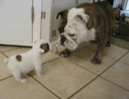 Video gif. A little puppy bulldog barks and scares away a big, grown bulldog 5x his size.
