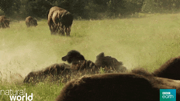 natural world roll GIF by BBC Earth