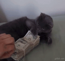 jantravell13gmailcom cat money GIF