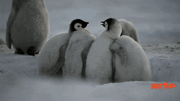 antarctique GIF by ARTEfr