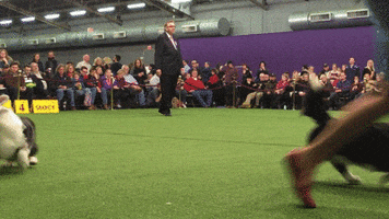 Hopping Dog Show GIF by Westminster Kennel Club