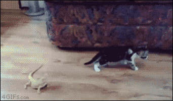 gifano  GIF