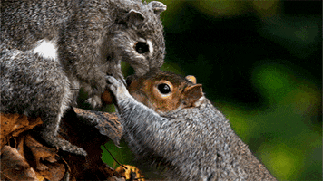 Wild Animals Thief GIF by PBS